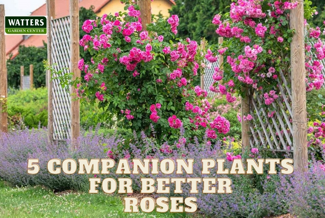 5 Plants for Roses that Thrive