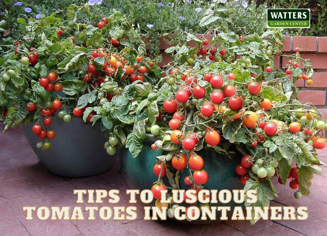 Tips to Luscious TTomato in Containers
