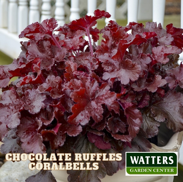 Chocolate Ruffles Coralbells