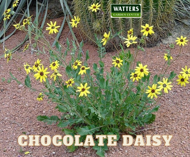 Chocolate Daisy, Berlandiera lyrata, 