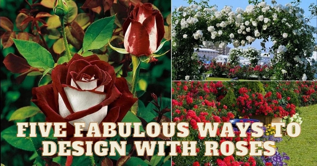 5 Fabulous Ways to Design with Roses