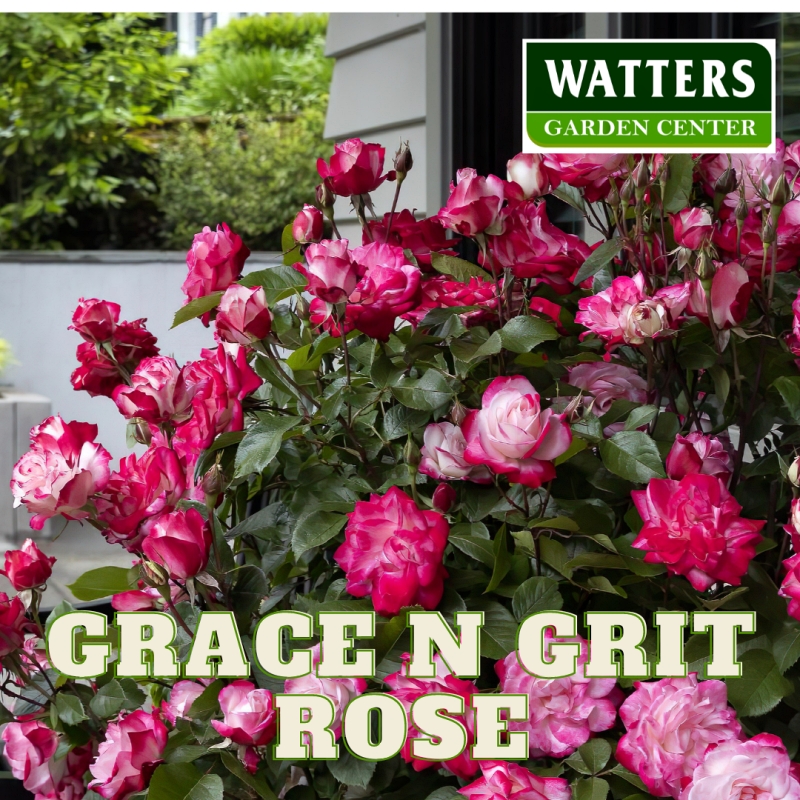 Grace N Grit Shrub Rose