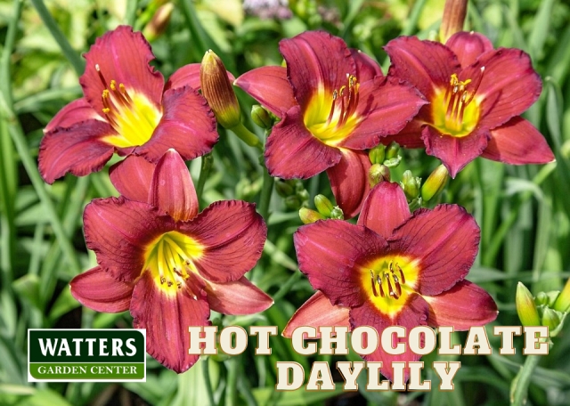 Sweet Hot Chocolate Daylily