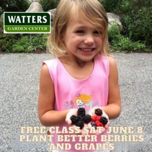 Free Class June 8 Growing Better Grapes and Berries