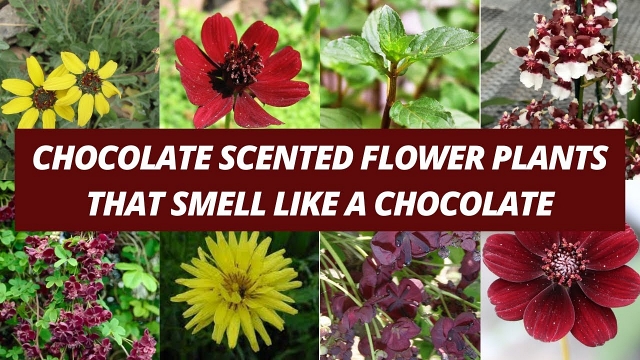 Chocolate Scented Flowers