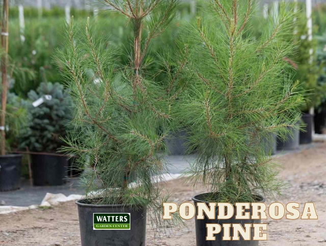 Ponderosa Pine, Pinus ponderosa