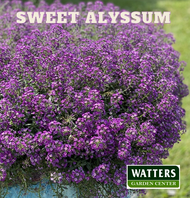 Sweet Alyssum, Lobularia maritima