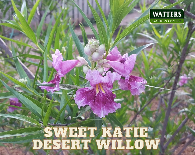 Sweet Katie Desert Willow, Chilopsis linearis