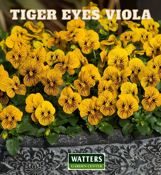 Tiger Eyes Viola