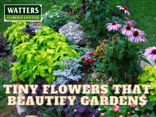 Tiny Flowers that Beautify Gardens
