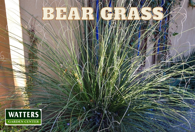 Bear Grass, Nolina microcarpa