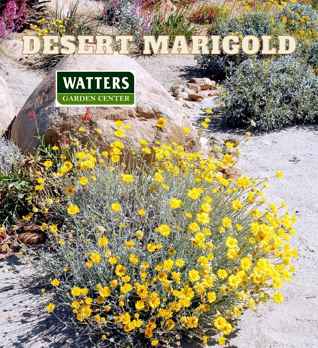 Desert Marigold, Baileya multiradiata