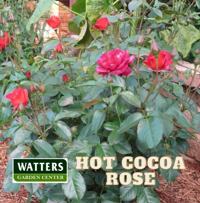 Hot Cocoa Rose