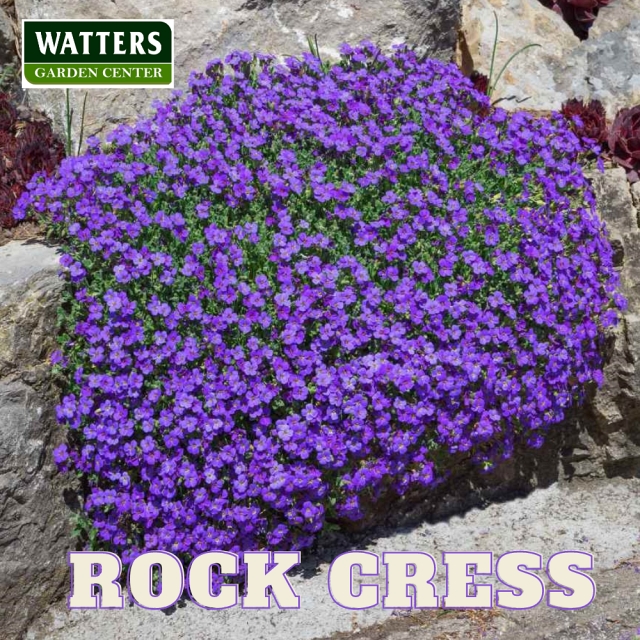 Rock Cress, Aubrieta