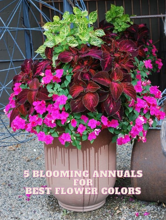 5 Blooming Annuals for Best Flower Colors