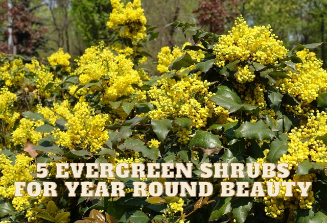 5 Evergreen Shrubs for Year-Round Beauty