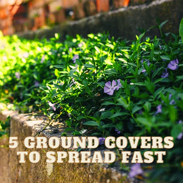 5 Ground Covers to Spread Fast