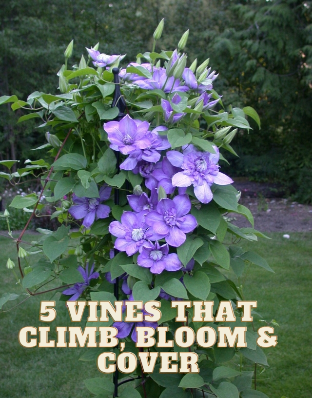 5 Vines that Climb, Bloom, and Cover