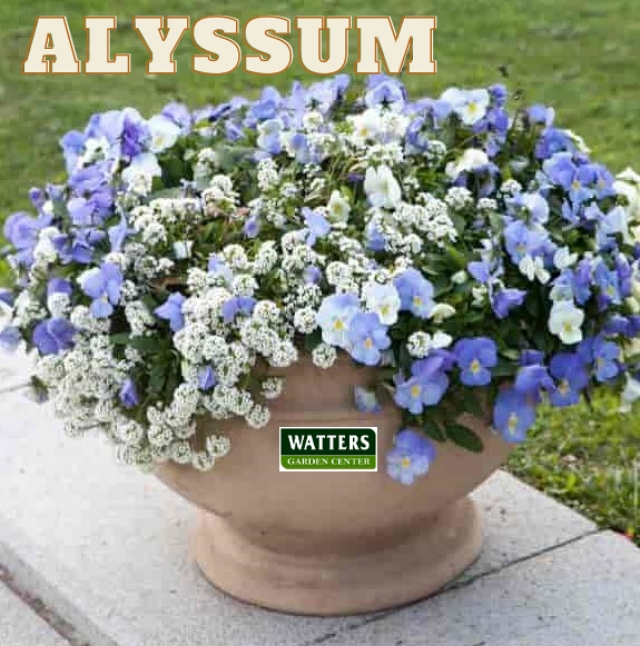 Alyssum