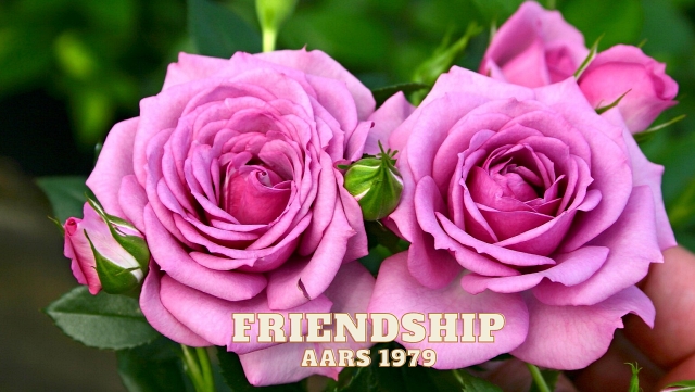 Pink Friendship Rose AARS 1979