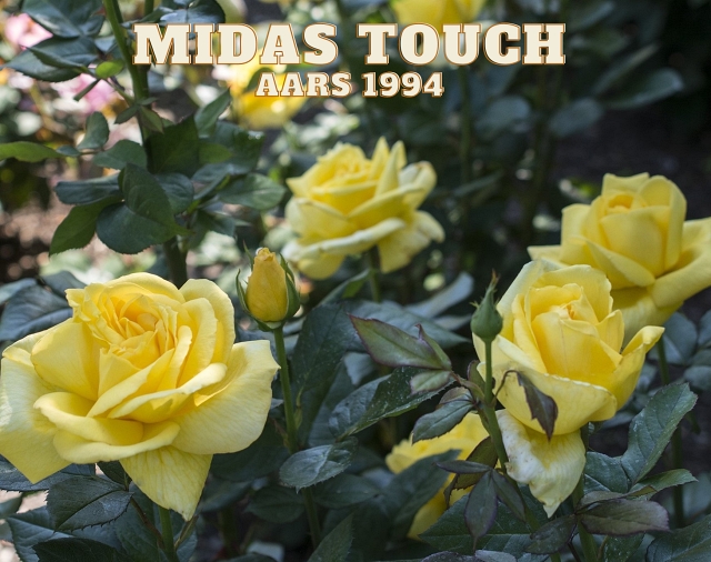 Yellow Midas Touch Rose AARS 1994