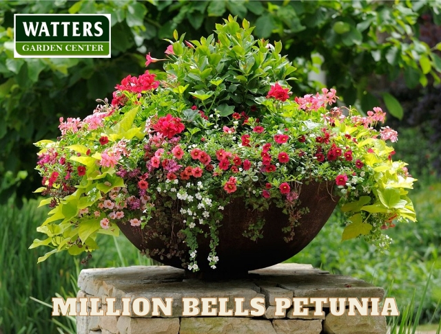 Million Bells Petunia, Calibrachoa