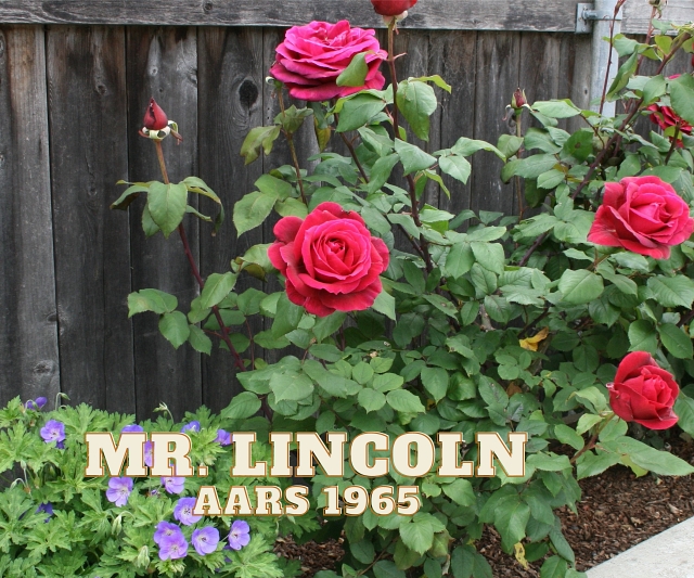 Mr Lincoln Rose AARS 1965