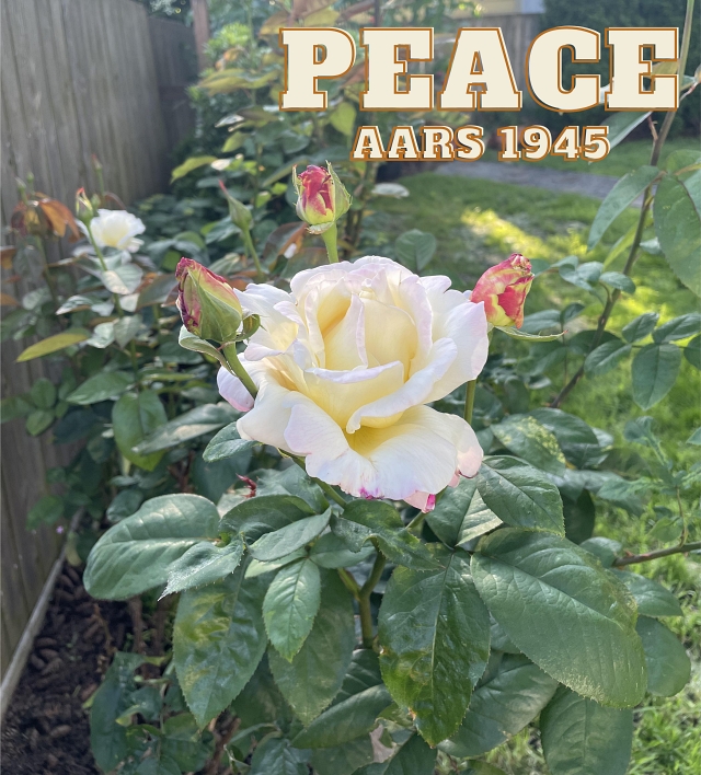 Peace Rose AARS 1945
