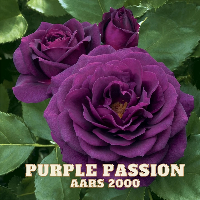 Lavender Purple Passion Rose AARs 2000