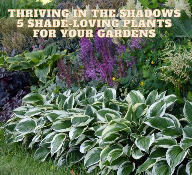 Thriving in the Shadows: 5 Shade-Loving Plants for Your Gardens
