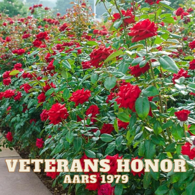 Red Veterans Honor Rose 1999