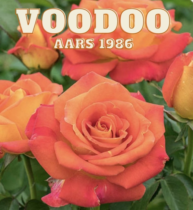 Orange Voodoo Rose AARS 1986