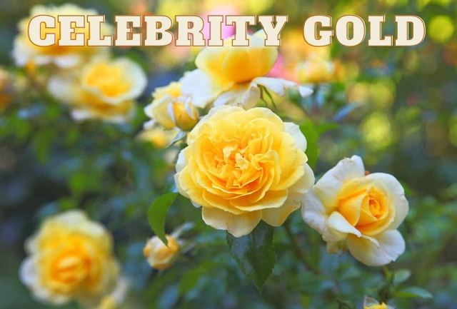 Celebrity Gold Rose