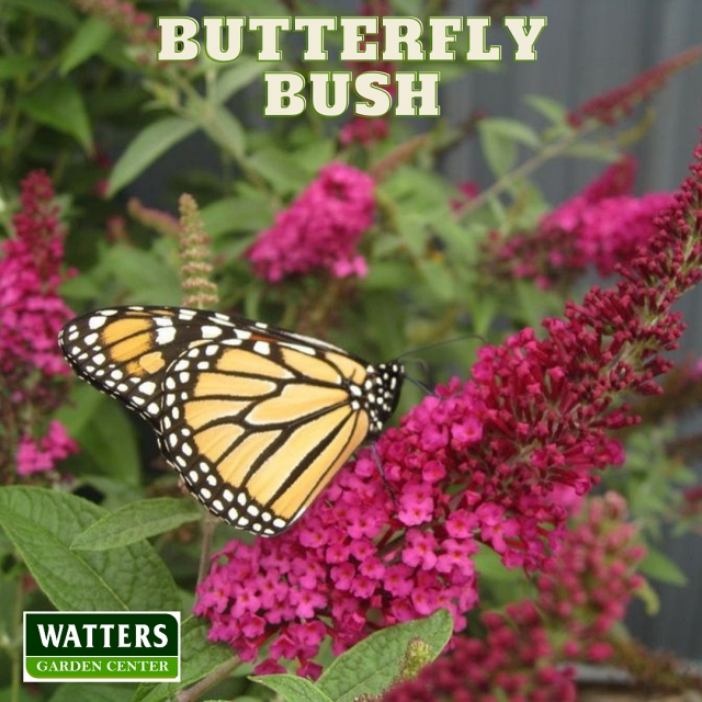 Butterfly on a Butterfly Bush