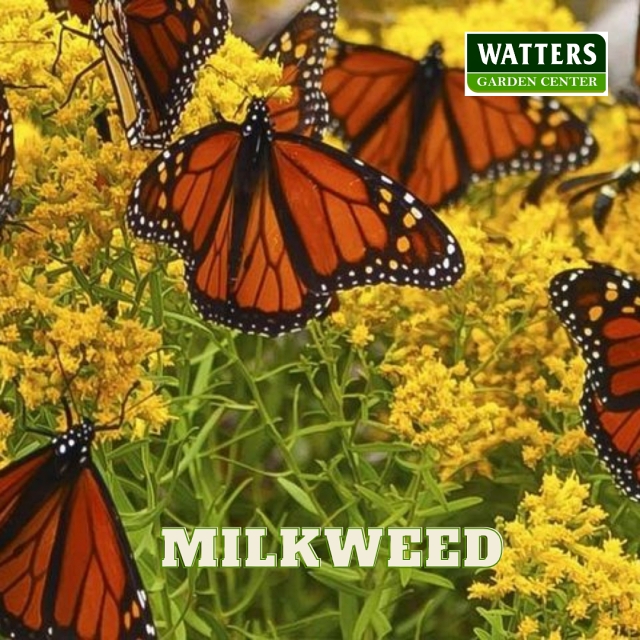 milkweed with many butterflies feeding on it