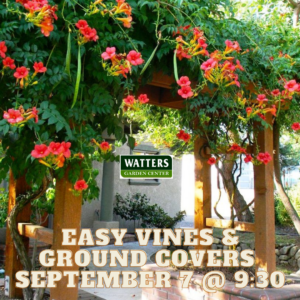 Free Garden Class Sept 7 Vines & GRound Covers Grown Easy